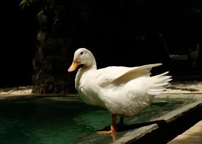 ホテル White Goose Boutique